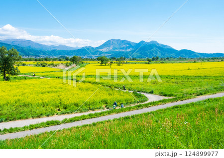 飯山市・常盤菜の花畑 124899977