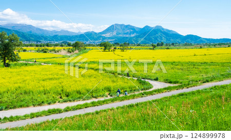 飯山市・常盤菜の花畑 124899978
