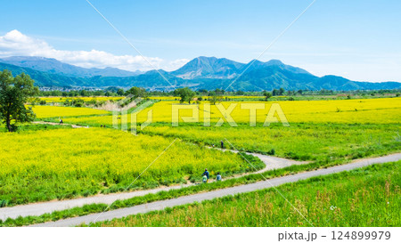飯山市・常盤菜の花畑 飯山市・常盤菜の花畑 124899979