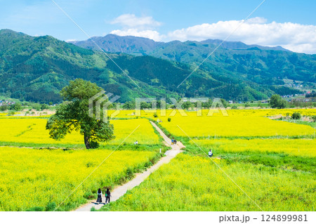 飯山市・常盤菜の花畑 飯山市・常盤菜の花畑 124899981