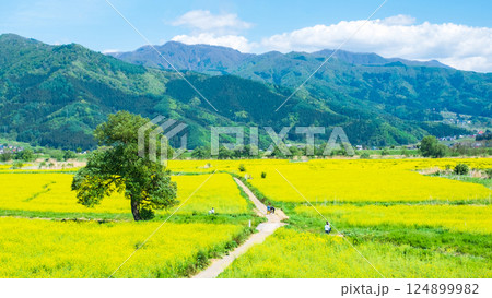 飯山市・常盤菜の花畑 124899982