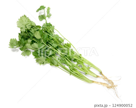 根付のコリアンダー(パクチー) 根付のコリアンダー(パクチー) 124900052