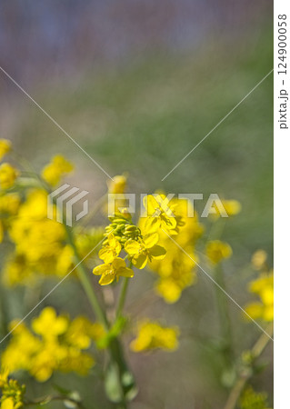早春の花々 124900058