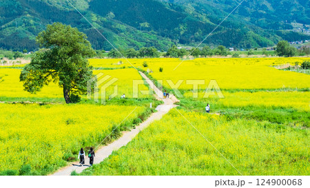 飯山市・常盤菜の花畑 飯山市・常盤菜の花畑 124900068