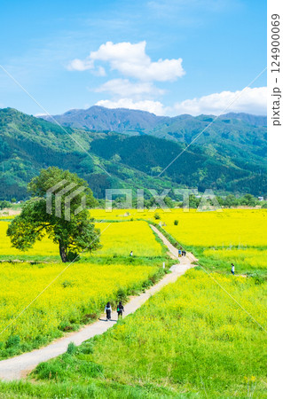 飯山市・常盤菜の花畑 飯山市・常盤菜の花畑 124900069