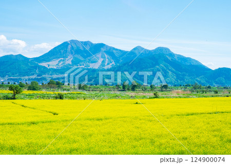 飯山市・常盤菜の花畑 飯山市・常盤菜の花畑 124900074