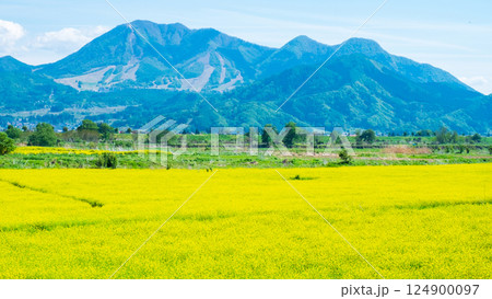 飯山市・常盤菜の花畑 飯山市・常盤菜の花畑 124900097
