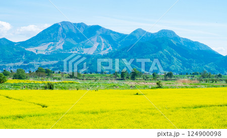 飯山市・常盤菜の花畑 飯山市・常盤菜の花畑 124900098