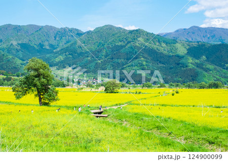飯山市・常盤菜の花畑 飯山市・常盤菜の花畑 124900099