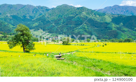 飯山市・常盤菜の花畑 飯山市・常盤菜の花畑 124900100