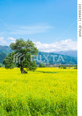飯山市・常盤菜の花畑 124900103