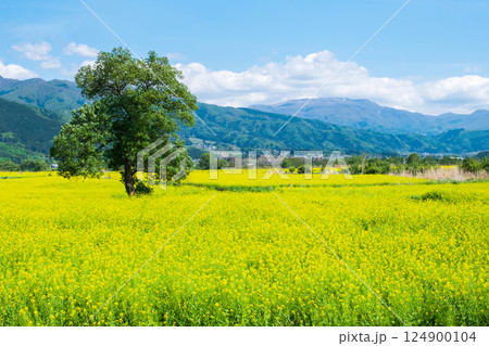 飯山市・常盤菜の花畑 飯山市・常盤菜の花畑 124900104