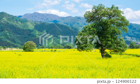 飯山市・常盤菜の花畑 飯山市・常盤菜の花畑 124900122