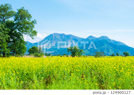 飯山市・常盤菜の花畑 飯山市・常盤菜の花畑 124900127