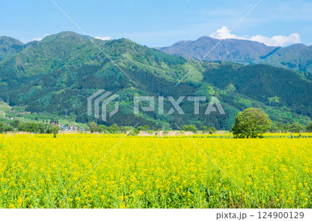 飯山市・常盤菜の花畑 124900129