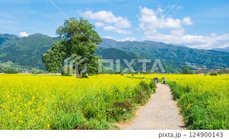 飯山市・常盤菜の花畑 124900143