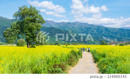 飯山市・常盤菜の花畑 飯山市・常盤菜の花畑 124900145