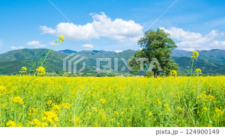 飯山市・常盤菜の花畑 124900149