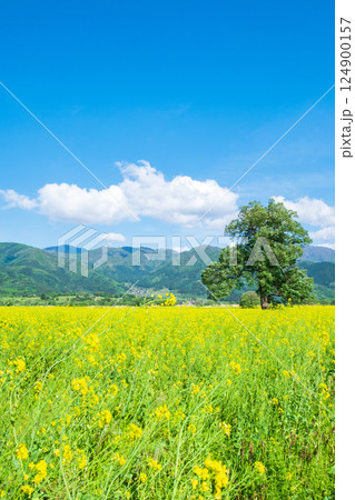 飯山市・常盤菜の花畑 124900157