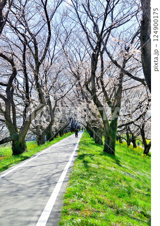 春　埼玉県比企郡吉見町 さくら堤公園 124900175