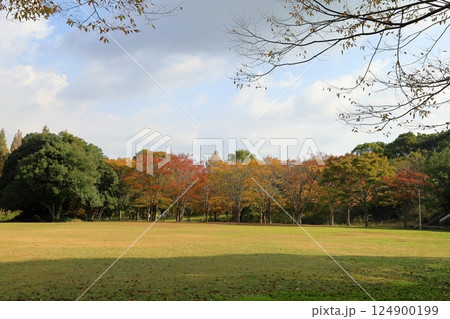 秋の公園 色づく雑木林 秋の公園 色づく雑木林 124900199