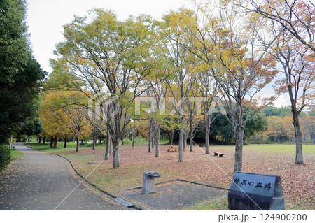 秋の公園 色づく雑木 秋の公園 色づく雑木 124900200
