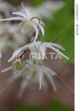 トキワイカリソウの花 124900207