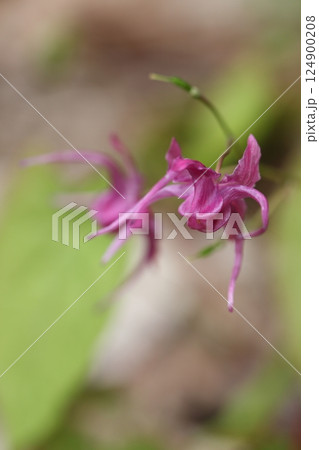 淡紫色のトキワイカリソウの花 124900208