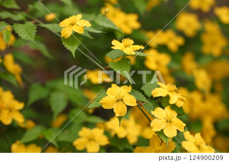 ヤマブキの花の群落 124900209