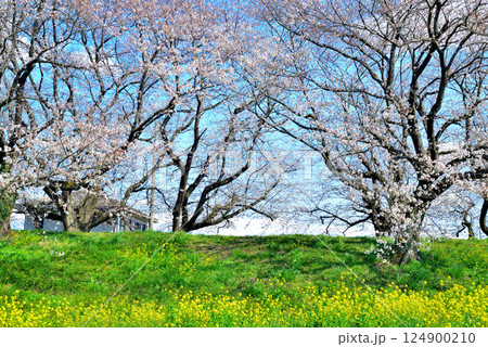 春　埼玉県比企郡吉見町 さくら堤公園 124900210