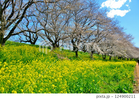 春 埼玉県比企郡吉見町 さくら堤公園 春 埼玉県比企郡吉見町 さくら堤公園 124900211