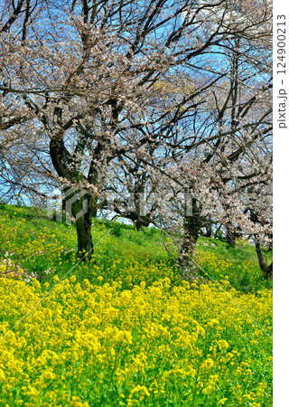 春 埼玉県比企郡吉見町 さくら堤公園 春 埼玉県比企郡吉見町 さくら堤公園 124900213