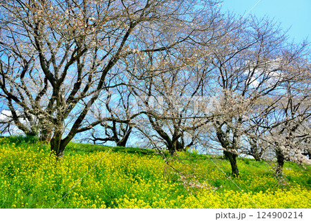 春 埼玉県比企郡吉見町 さくら堤公園 春 埼玉県比企郡吉見町 さくら堤公園 124900214