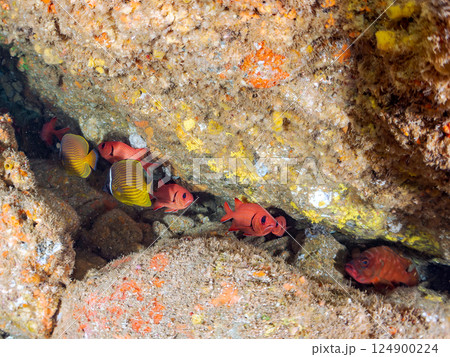 ナミマツカサ（イットウダイ科）ミナミハタンポ（ハタンポ科）チョウチョウウオ（チョウチョウウオ科）他 124900224
