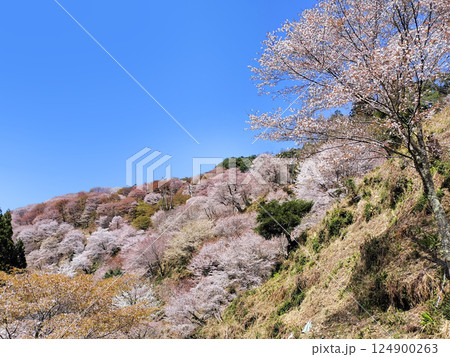 世界遺産　吉野大峯の満開の桜 124900263