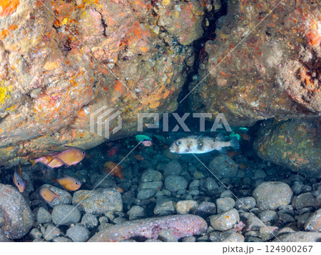 イシガキフグ（ハリセンボン科）、ナミマツカサ（イットウダイ科）、ミナミハタンポ（ハタンポ科）他ヒリゾ 124900267