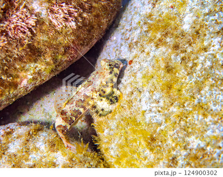 可愛いコウワンテグリ（ネズッポ科）の幼魚他。ヒリゾ浜中木南伊豆町伊豆半島静岡県2024 124900302