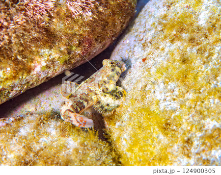 可愛いコウワンテグリ（ネズッポ科）の幼魚他。ヒリゾ浜中木南伊豆町伊豆半島静岡県2024 124900305