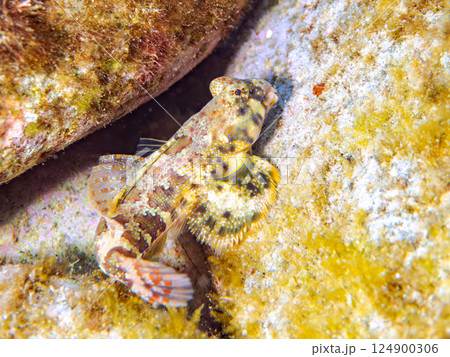 可愛いコウワンテグリ（ネズッポ科）の幼魚他。ヒリゾ浜中木南伊豆町伊豆半島静岡県2024 124900306