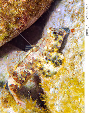 可愛いコウワンテグリ（ネズッポ科）の幼魚他。ヒリゾ浜中木南伊豆町伊豆半島静岡県2024 124900307