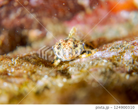 可愛いコウワンテグリ(ネズッポ科)の幼魚他。ヒリゾ浜中木南伊豆町伊豆半島静岡県2024 可愛いコウワンテグリ(ネズッポ科)の幼魚他。ヒリゾ浜中木南伊豆町伊豆半島静岡県2024 124900310