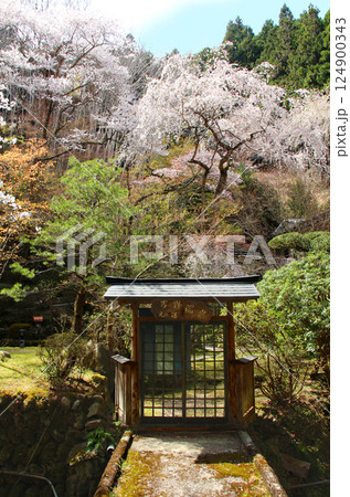 世界遺産 吉野大峯の満開の桜と吉野温泉元湯 世界遺産 吉野大峯の満開の桜と吉野温泉元湯 124900343