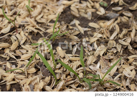 ニンジンの発芽 ニンジンの発芽 124900416