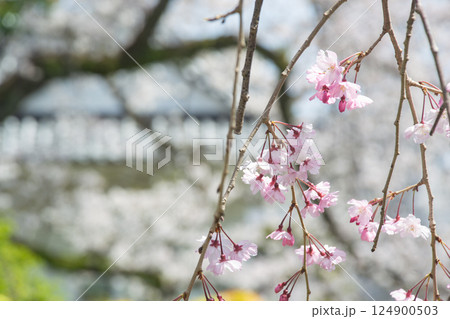 小田原城址公園のしだれ桜のクローズアップ 124900503