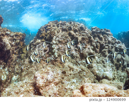 美しいツノダシ（ツノダシ科）他の群れ。ヒリゾ浜中木南伊豆町伊豆半島静岡県2024 124900699