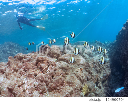 美しいツノダシ（ツノダシ科）他の群れ。ヒリゾ浜中木南伊豆町伊豆半島静岡県2024 124900704