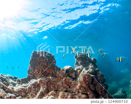 美しいツノダシ（ツノダシ科）他の群れ。ヒリゾ浜中木南伊豆町伊豆半島静岡県2024 124900710
