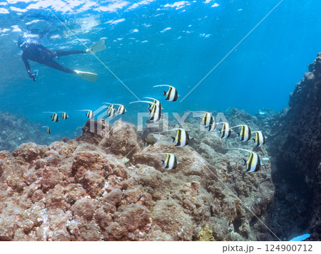 美しいツノダシ(ツノダシ科)他の群れ。ヒリゾ浜中木南伊豆町伊豆半島静岡県2024 美しいツノダシ(ツノダシ科)他の群れ。ヒリゾ浜中木南伊豆町伊豆半島静岡県2024 124900712