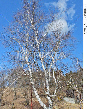 落葉した白い幹の白樺の木 124900788