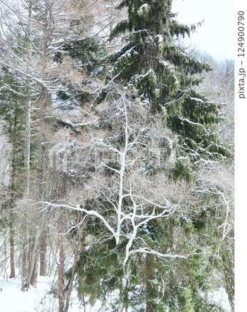 雪化粧の針葉樹の前に踊るような姿の真っ白な幹 124900790
